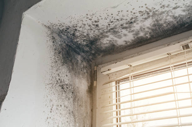 Affordable Commercial Mold Remediation solutions in Rockwell Place, TX